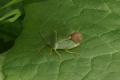 Shieldbugs: Green Shield Bug (Palomena prasina)